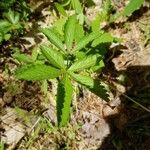 Potentilla simplex Leaf