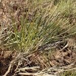 Genista radiata Habit