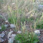 Achillea ageratum Habit