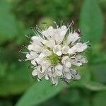 Dipsacus pilosus Blodyn