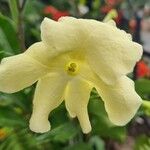 Brunfelsia americana Kwiat