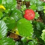 Potentilla indica Blatt