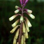 Bellevalia trifoliata Цвят