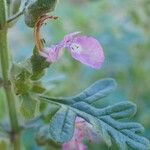 Teucrium botrys Habit