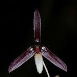 Bulbophyllum leucoglossum