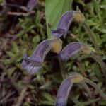 Orobanche uniflora Kvet