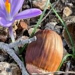 Crocus corsicus Leaf