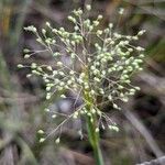 Trichanthecium cyanescens Flor