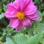 Dahlia tenuicaulis 花