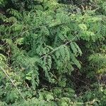 Caesalpinia decapetala Habitus