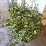 Hedera algeriensisLeaf