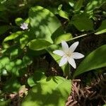 Ornithogalum umbellatum花