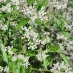 Eupatorium serotinumBlüte