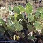 Opuntia littoralis List