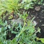 Lepidium squamatum Leaf