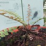 Adiantum caudatum Leaf