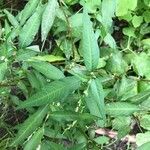 Persicaria hydropiper Blad