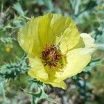 Argemone subfusiformis Blomma