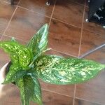 Aglaonema costatumBlad