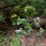 Elephantopus elatus Hoja