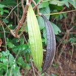 Cybistax antisyphilitica Fruit