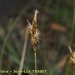 Carex praecox Květ