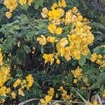 Senna pendula Агульны выгляд