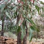 Eucalyptus leucoxylon अन्य