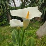 Zantedeschia aethiopicaFlor