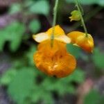 Impatiens capensis Květ