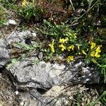 Cytisus decumbens Hábito