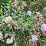 Cirsium arvenseFlower