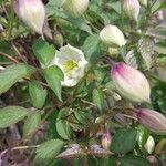 Clematis chrysocoma Otro