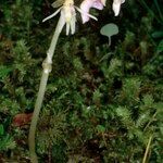 Epipogium aphyllum Habit