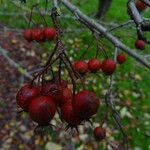 Crataegus persimilis Фрукт