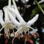 Posoqueria latifolia Kvet