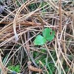 Neottia cordata Hoja