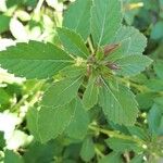 Turnera subulata Blad