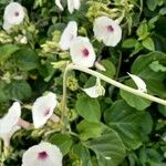 Ipomoea spathulata Hallier f.पत्ता