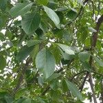 Ehretia acuminata Лист