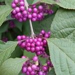 Callicarpa bodinieri Плід