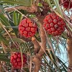 Pandanus utilis Hedelmä