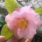 Camellia japonicaΛουλούδι