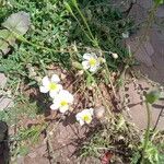 Helianthemum apenninum Flower