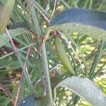 Vincetoxicum nigrum Fruit