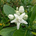 Calotropis gigantea Flor