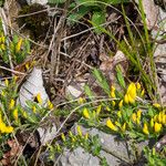 Cytisus decumbens 花