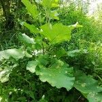 Arctium minusBlad