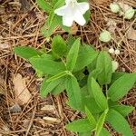 Calystegia spithamaea Folio