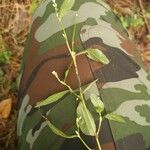 Persicaria minor Blad